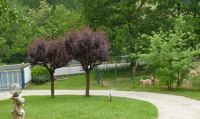 Giardino e natura per allevamento cani Le Ombre Verdi provincia di Cuneo Piemonte Liguria Lombardia