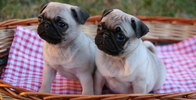 cuccioli di cane carlino beige