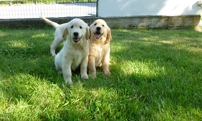 cani adulti Golden Retriever