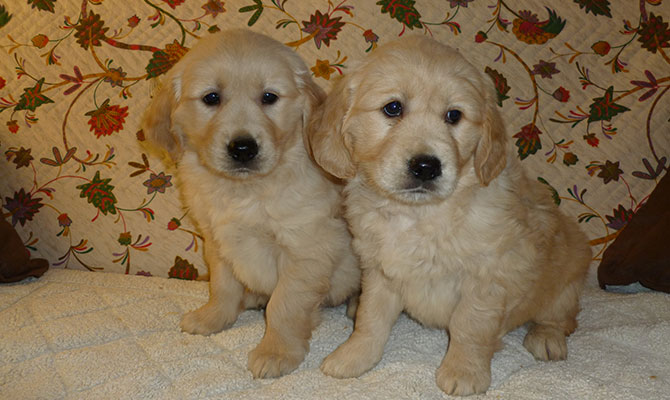 due cani piccoli di Golden Retriever chiari