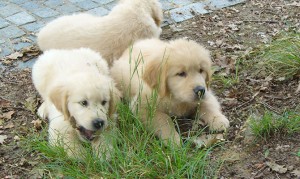 cani Golden Retriever chiari
