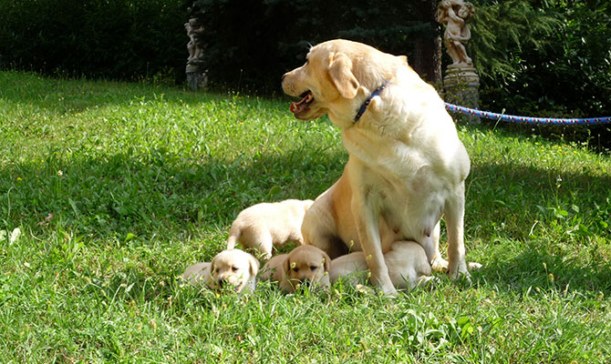 Cane labrador adulto 