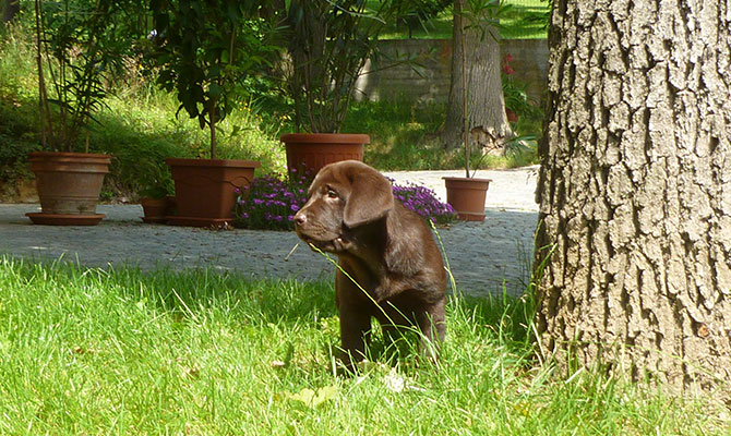 Cane labrador adulto  color cioccolato