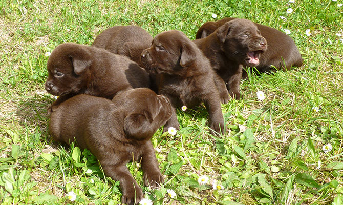 Cuccioli di cane labrador color cioccolato