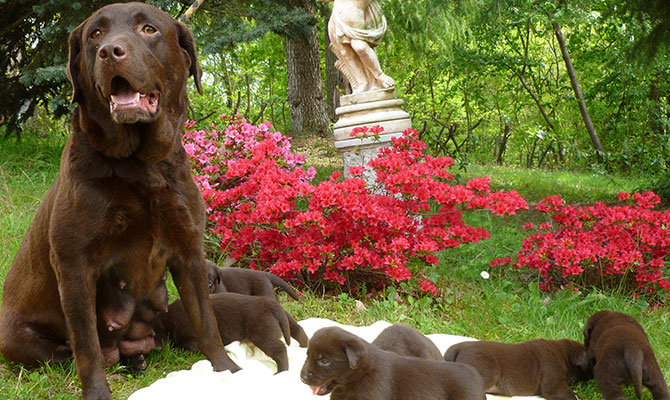 Cane labrador adulto color cioccolato