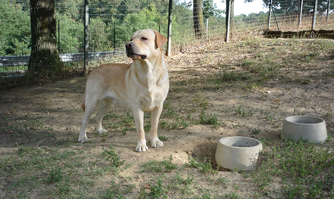 cane labrador colore chiaro