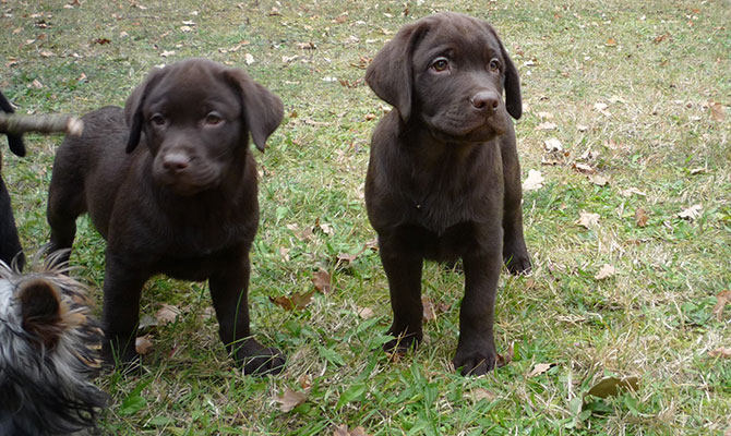 Teneri cani color cioccolato