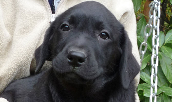 musetto cane scuro