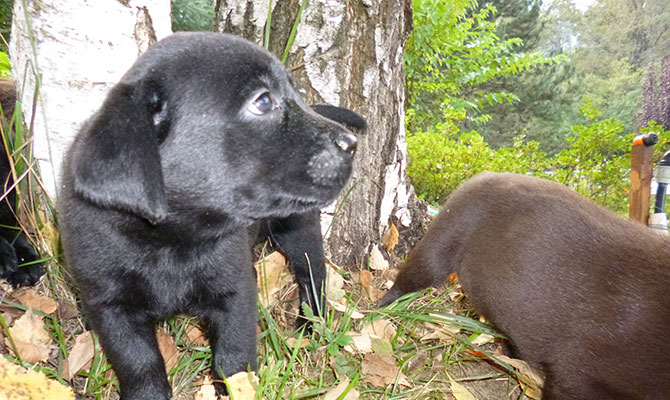 Labrador retriever nero