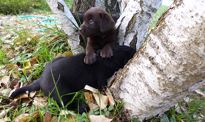 Labrador retriever marrone