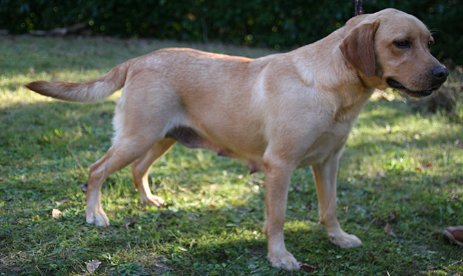 Labrador retriever color miele
