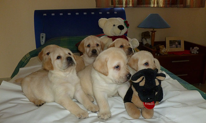 cucciolata di Labrador retriever color miele