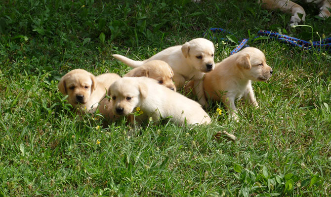 cuccioli di Labrador retriever color miele