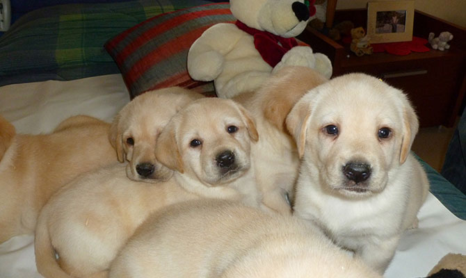 primo piano cuccioli labrador