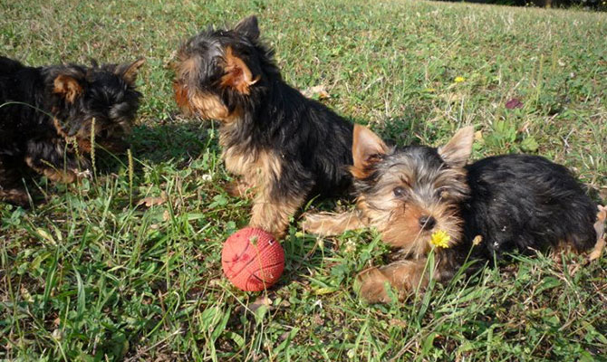 cane razza yorkshire