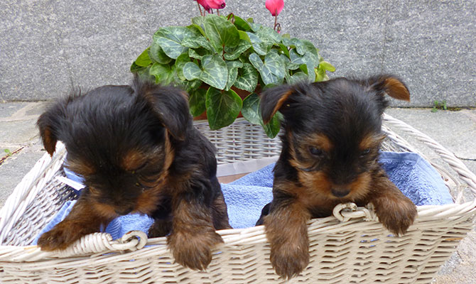 cucciolotti di Yorkshire scuri