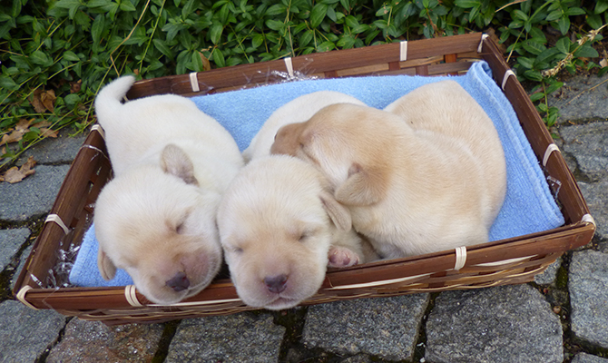 Cuccioli Labrador color miele
