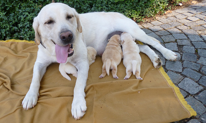 Labrador adulto color miele Piemonte Liguria
