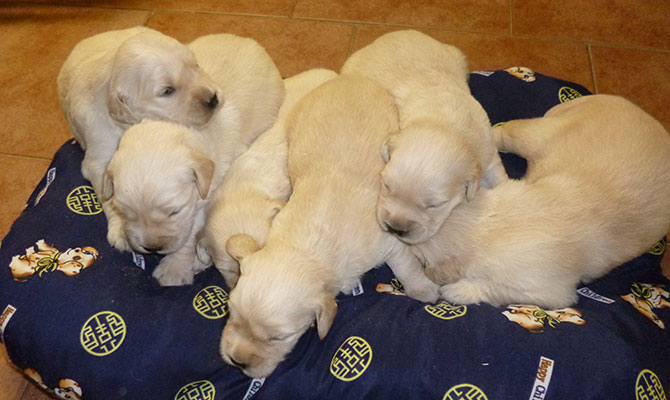 razza golder retriever Bra