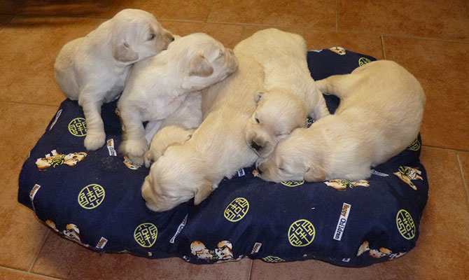 golder retriever settembre 2015 Bra Piemonte