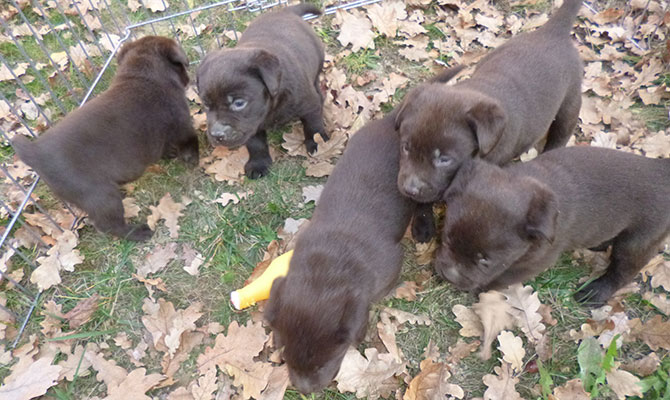 labrador colore scuro chocolate Bra