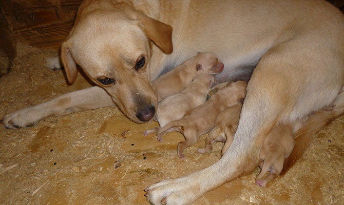 cucciolata labrador retriver Piemonte Torino Cuneo