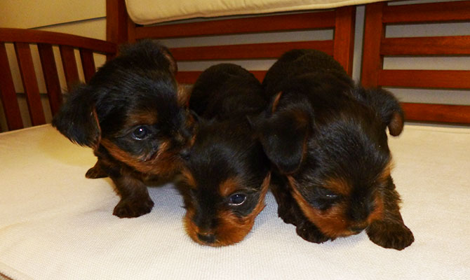 razza yorkshire terrier Bra allevamento