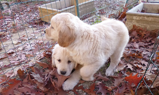 Allevamento cani Golden Piemonte