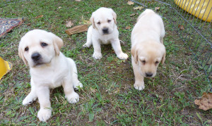 Cane cuccioli labrador color miele Fossano Milano
