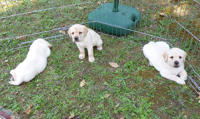 cuccioli di cane razza labrador miele Piemonte Bra Fossano