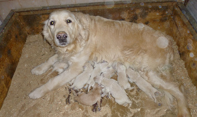 golden retriever cuccioli di cane