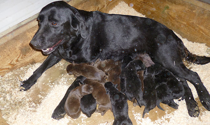 labrador neri chocolate cucciolate