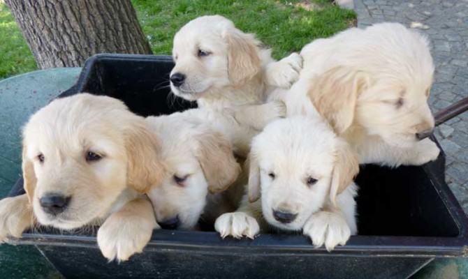 Golden Retriever Marzo 2017 Allevamento Le Ombre Verdi