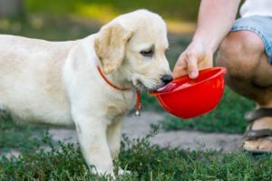cane viaggio acqua e cibo