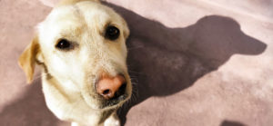 cane solo allevamento ombre verdi