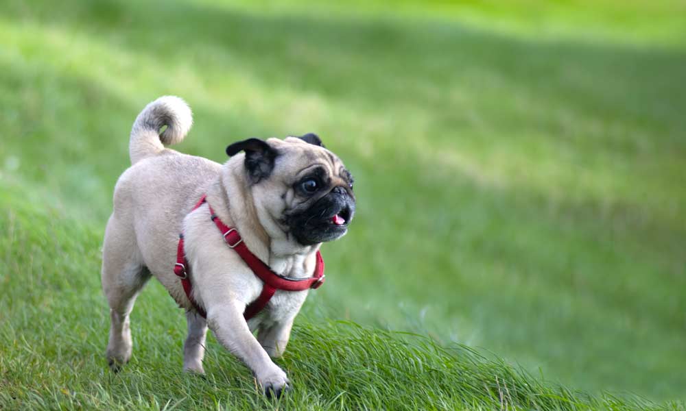 carlino che passeggia